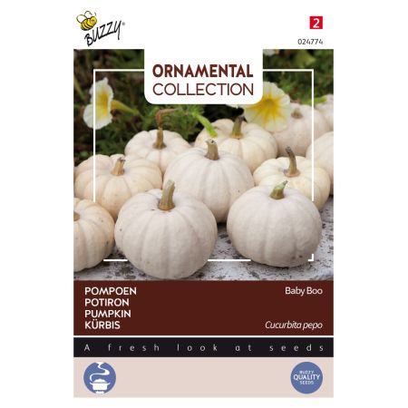 Buzzy Ornamental, Kürbis Baby Boo - Buzzy Ornamental, Pompoen Baby Boo