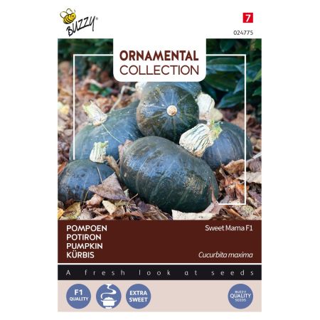 Buzzy Ornamental, Kürbis Sweet Mama F1 - Buzzy Ornamental, Pompoen Sweet Mama F1