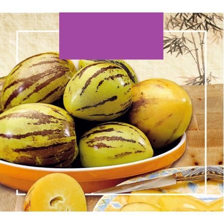 Buzzy Xotica Pepino, Melonenbirne - Buzzy Xotica Pepino, Meloenpeer