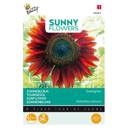 Buzzy Sunny Flowers, Sonnenblume Abendsonne - Buzzy Sunny Flowers, Zonnebloem Avondzon