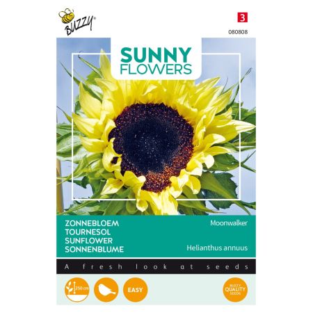 Buzzy Sunny Flowers, Sonnenblume Moonwalker - Buzzy Sunny Flowers, Zonnebloem Moonwalker