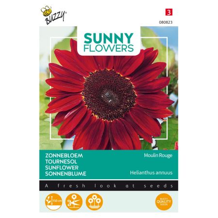 Buzzy Sunny Flowers, Sonnenblume Moulin Rouge - Buzzy Sunny Flowers, Zonnebloem Moulin Rouge