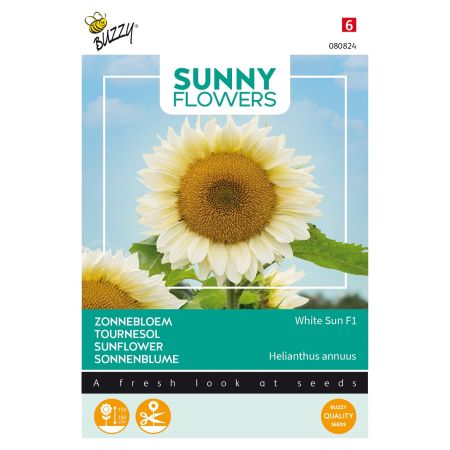 Buzzy Sunny Flowers, Sonneblume White Sun F1 - Buzzy Sunny Flowers, Zonnebloem White Sun F1