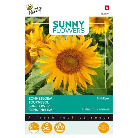 Buzzy Sunny Flowers, Sonnenblume Irish Eyes - Buzzy Sunny Flowers, Zonnebloem Irish Eyes