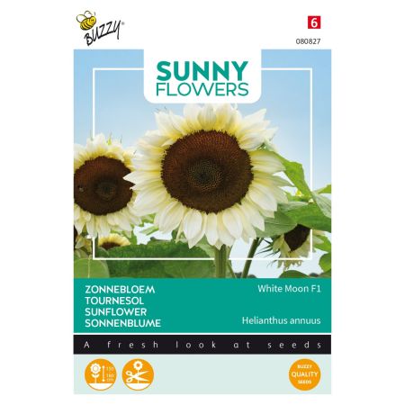 Buzzy Sunny Flowers, Sonneblume White Moon F1 - Buzzy Sunny Flowers, Zonnebloem White Moon F1