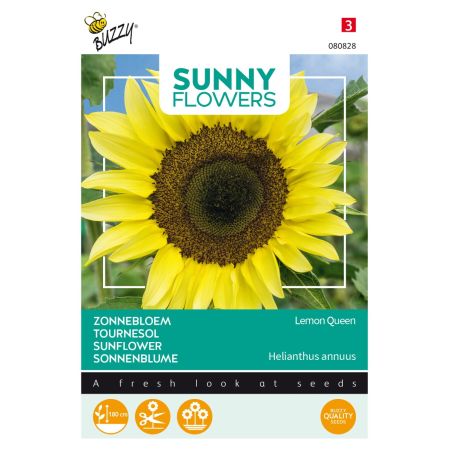 Buzzy Sunny Flowers, Sonnenblume Lemon Queen - Buzzy Sunny Flowers, Zonnebloem Lemon Queen