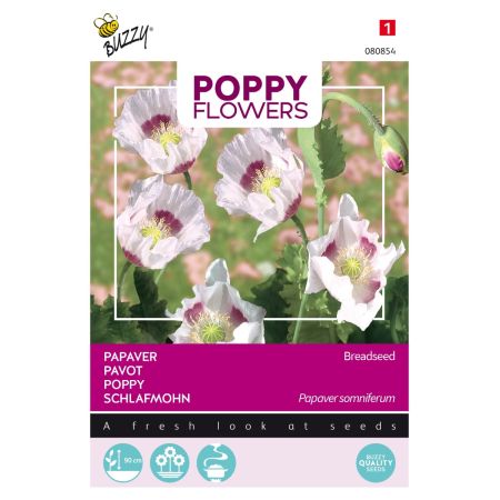 Buzzy Poppy Flowers Schlafmohn Blaumohn