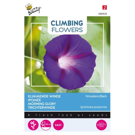 Buzzy Climbing Flowers, Ipomoea Knowlians Black