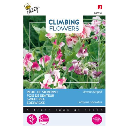 Buzzy Climbing Flowers, Lathyrus Unwin's Striped