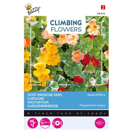 Buzzy Climbing Flowers, Tropaeolum Jewel of Africa
