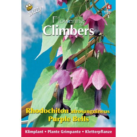 Buzzy Climbing Flowers, Rhodochiton Purple Bells - Buzzy Climbing Flowers, Rhodochiton, Purple Bells