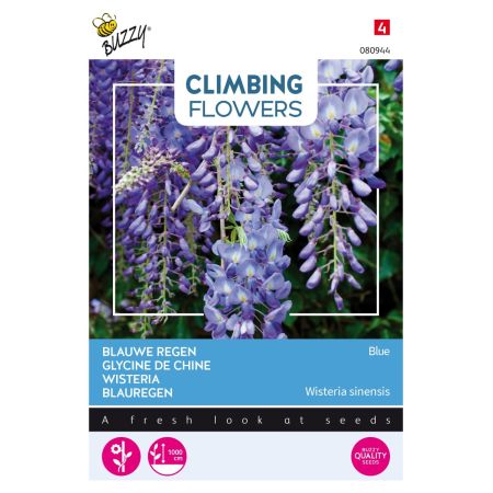 Buzzy Climbing Flowers, Wisteria Blau - Buzzy Climbing Flowers, Wisteria, Blauwe regen