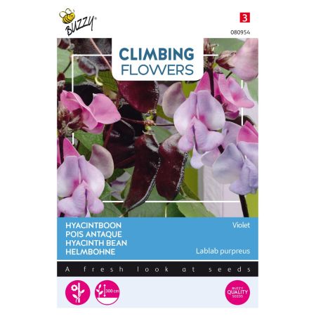 Buzzy Climbing Flowers, Dolichos lablab, Helmbohne Violet - Buzzy Climbing Flowers, Dolichos lablab, Hyacinthboon