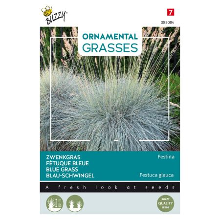 Buzzy Ornamental Grasses, Blau-Schwingel 'Festina' - Buzzy Ornamental Grasses, Zwenkgras 'Festina'