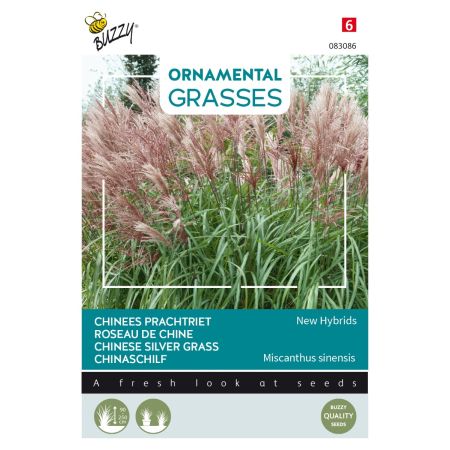 Buzzy Ornamental Grasses, Chinaschilf 'New Hybrids' - Buzzy Ornamental Grasses Chinees prachtriet 'New Hybrids'