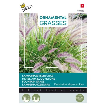 Buzzy Ornamental Grasses, Lampenputzergras - Buzzy Ornamental Grasses, Lampenpoetsersgras