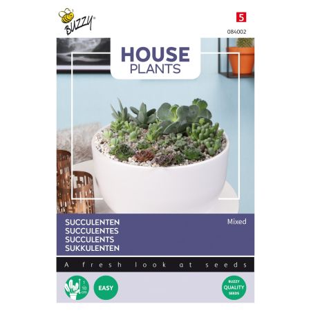 Buzzy House Plants Mixed Succulenten - Buzzy House Plants Mixed Succulents, vetplanten