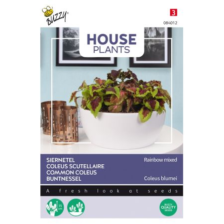 Buzzy House Plants Coleus Regenbogen Mischung - Buzzy House Plants Coleus, Siernetel Rainbow mix