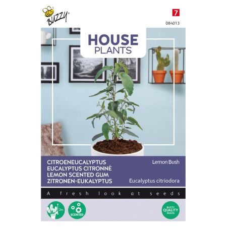 Buzzy House Plants Eucalypthus, Lemon Bush