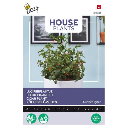 Buzzy House Plants Cuphea - Buzzy House Plants Cuphea, Luciferplantje