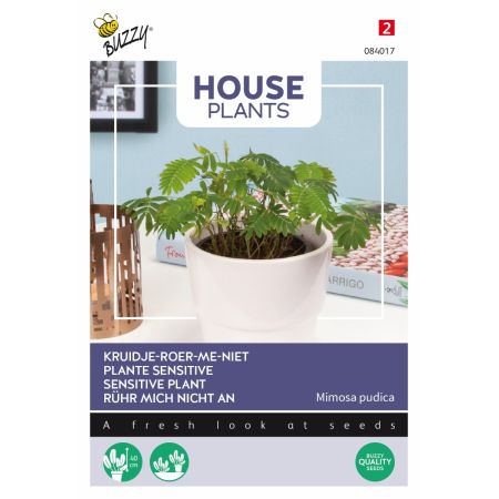 Buzzy House plants Mimosa pudica Rührmichnichtan - Buzzy House Plants Mimosa pudica, Kruidje roer me niet