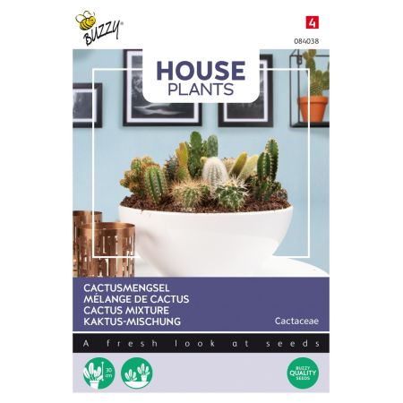 Buzzy House plants Kakteen Mischung Vieler Klassen - Buzzy House Plants Cactus mengsel