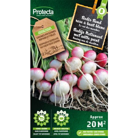 Rettich Rund rosa mit weißer Spitze – Protecta Samen Bäuerle