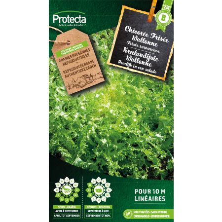 Chicorée krause Wallonie- Protecta Samen Bäuerle