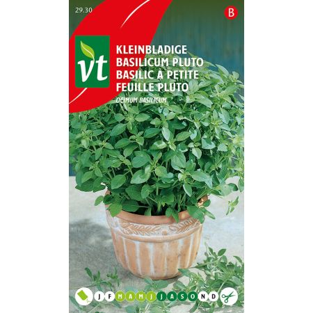 Basilicum Kleinbladige Pluto
