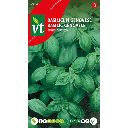 Basilikum Genovese - Basilicum Genovese