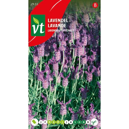 Lavendel