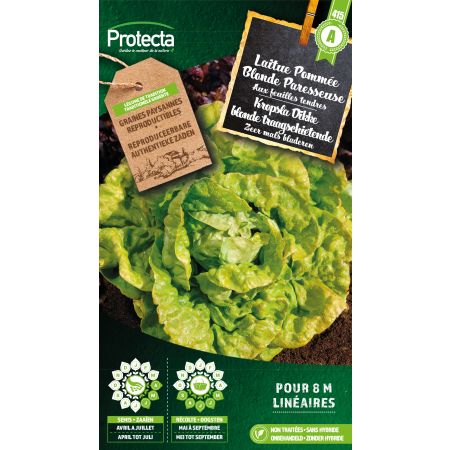 Kopfsalat Blonde Faulenzer - Protecta Samen bäuerl