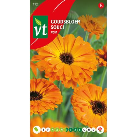 Goudsbloem Calendula Nova