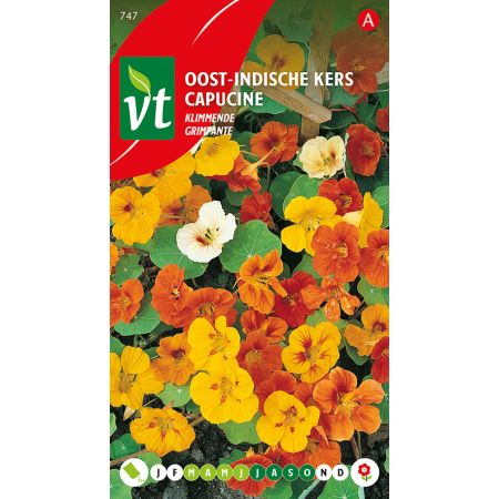 Oost-Indische Kers Klimmende