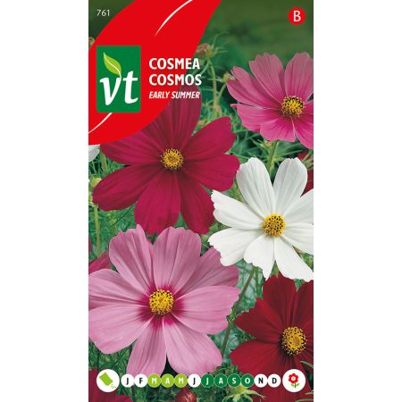 Cosmea Frühsommer gemischt - Cosmea Early Summer Gemengd