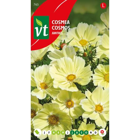 Cosmea Xanthos