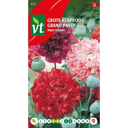 Papaver Grote Klaproos