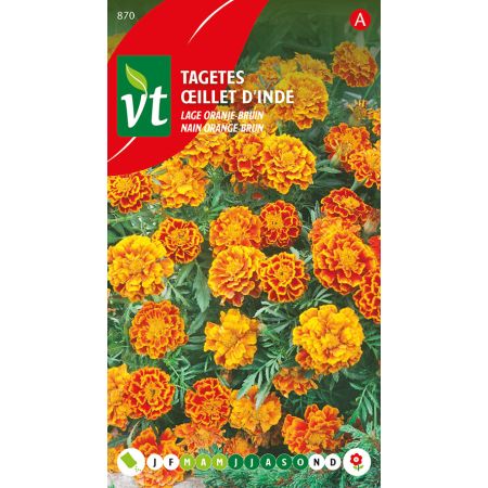 Tagetes Lage Oranje-Bruin