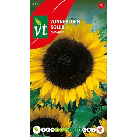 Sonnenblume Giganteus - Zonnebloem Giganteus