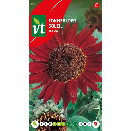Zonnebloem Red Sun