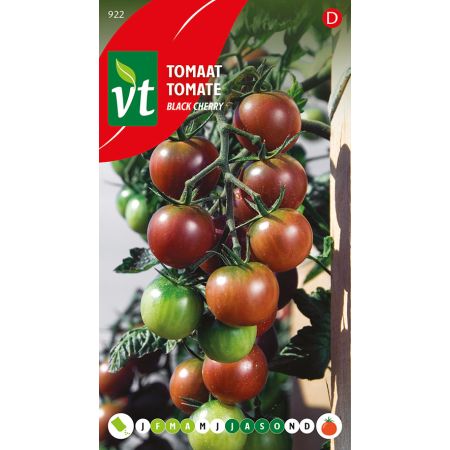 Tomaat Black Cherry