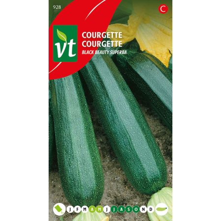 Zucchini Schwarze Schönheit - Courgette Black beauty
