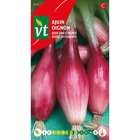 Zwiebel Red Van Florence Samen