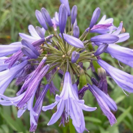 Schmucklilie 'Blue Giant'