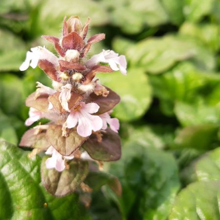 Kriechender Günsel 'Rosea'