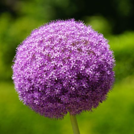 1 x Zierlauch  gigantheum