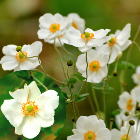 Herbstanemone 'Pretty Lady Maria'