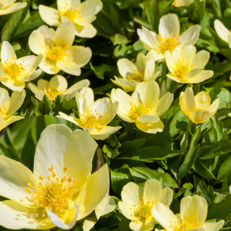 Leipziger Anemone