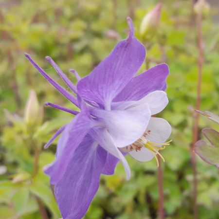 Akelei 'Heavenly Blue'