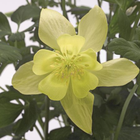 Gold-Akelei 'Yellow Star'